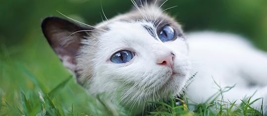 Should I Attach a Bell to My Cat's Collar? | Office for Science and Society - McGill University