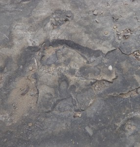 Stone Bear