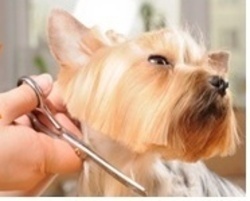 Dog grooming