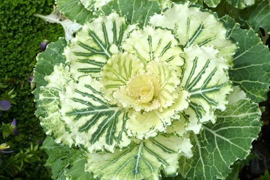 White ornamental kale