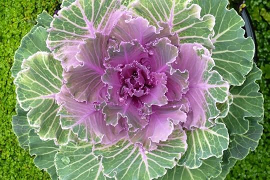 Purple ornamental kale
