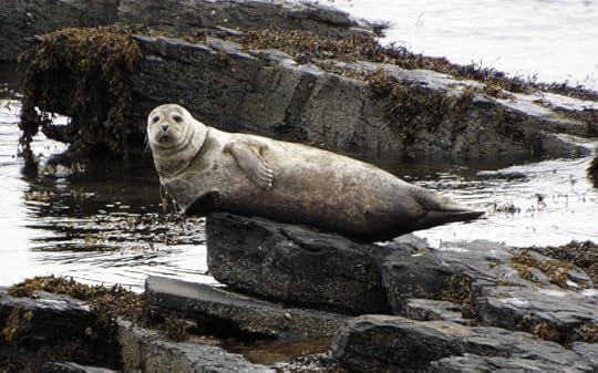 Orkney Harbour Seal