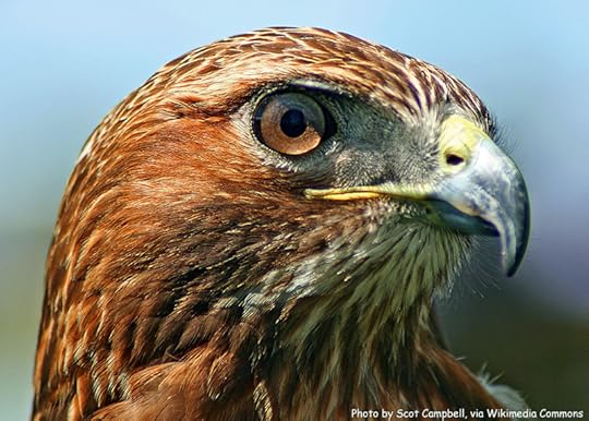 Northern Red-Tail Hawk