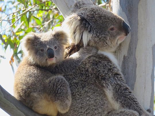 Koalas