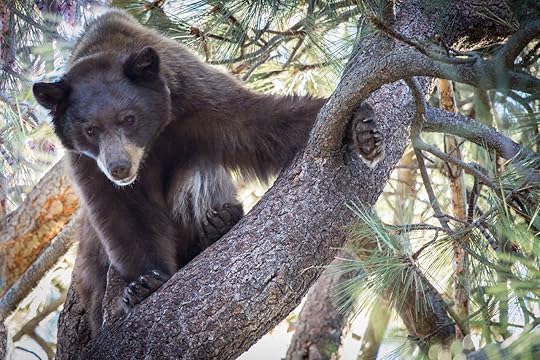 Bear