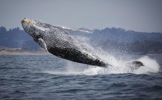 Whale