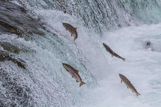 salmon swimming upstream