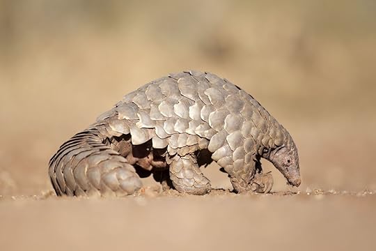 Pangolin