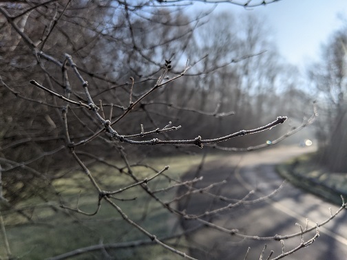 A photo of frost on the twigs of a shrub next to a road.