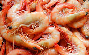prawns