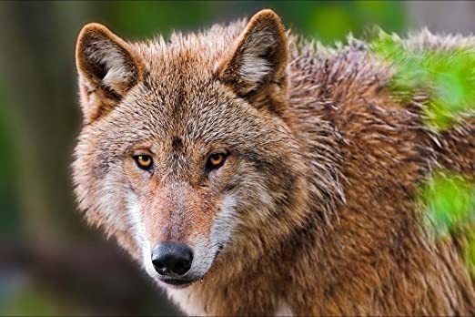 Amazon.com: R.Maltto Brown wolf - Art Print Poster, Wall Decor, Home Decor(29.5x19.5inches): Posters & Prints