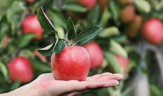 Apple, Red, Hand, Apple Orchard