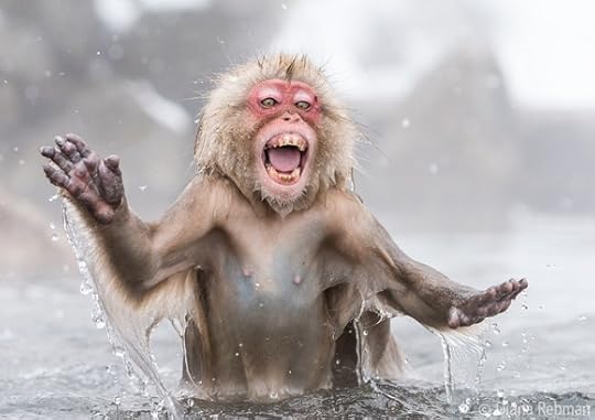 Snow-monkey-hot-spring