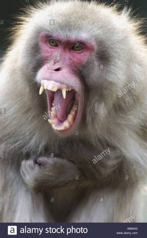Japanese-macaque-snow-monkey-macaca-fuscata-shouting-displaying-his-ab84x3