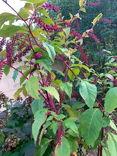 An image of a pokeweed, stripped of most of its fruit by birds. Photo taken by Kelly Clark