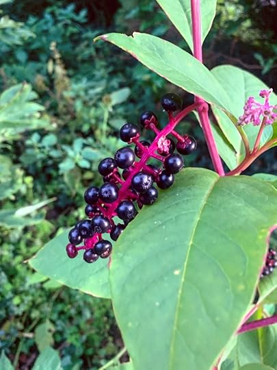A close-up image of a stalk of pokeberries. The plant's leaves, stems, and a flowering stalk are also visible in the photo. Photo by Kelly Clark.