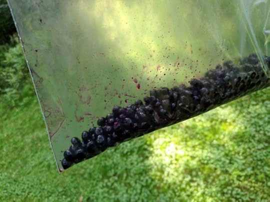 A photograph of pokeberries in a clear plastic bag.