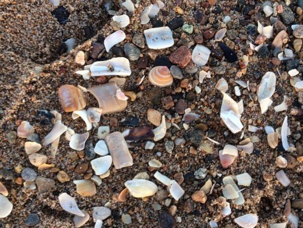 shells