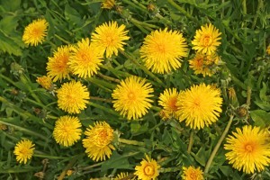 flowering yellow dandelions