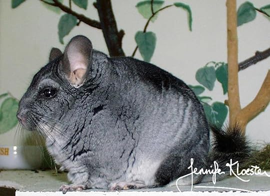 Chinchilla