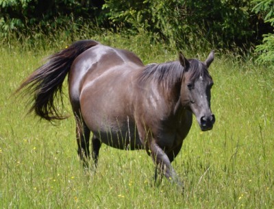 Pregnant Mare Figures Out How To Rock Her Own Pelvis! | Listen To Your Horse
