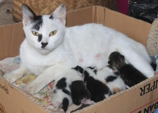 cat-with-kittens