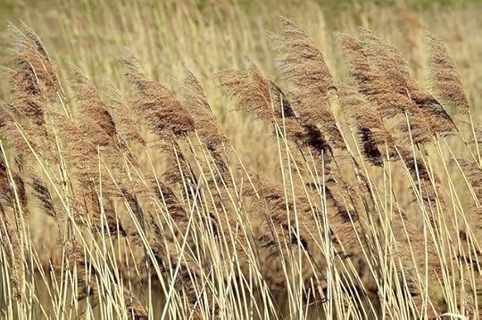 amazon delivery business