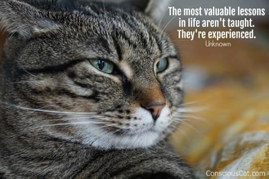 cat-wise-lessons-learned