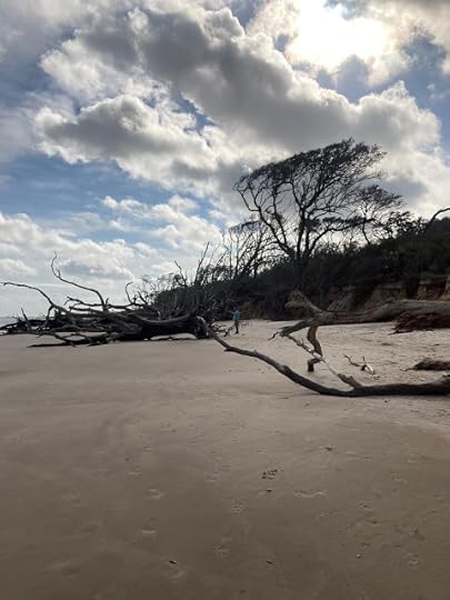 Large, bare trees on a beach shore. Human figure in distant background.