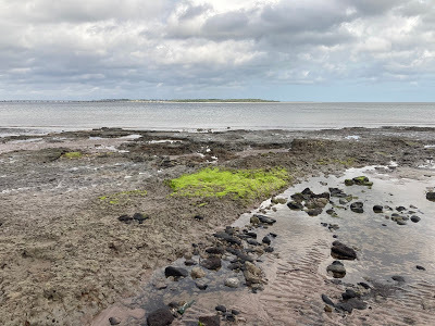 Sea shore with tidal pools and a bright patch of green algae.