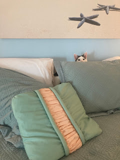Close-up of bed in a beach-themed room, cat with black and white head hiding behind pillows.