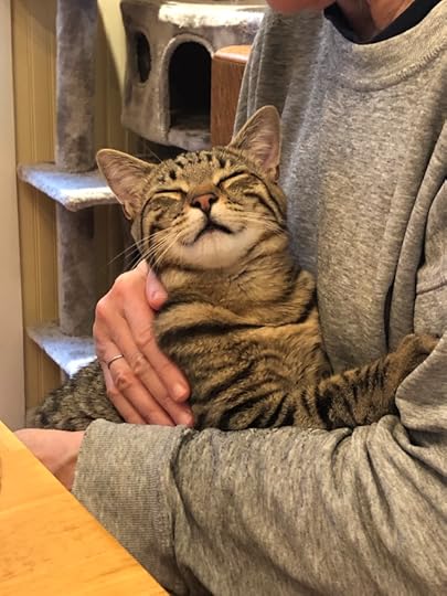 Large tabby cat sitting on a lap, head tipped back in bliss