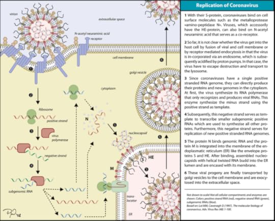 A diagram of SARS-CoV-2 replication and method of action understood in early 2020.
