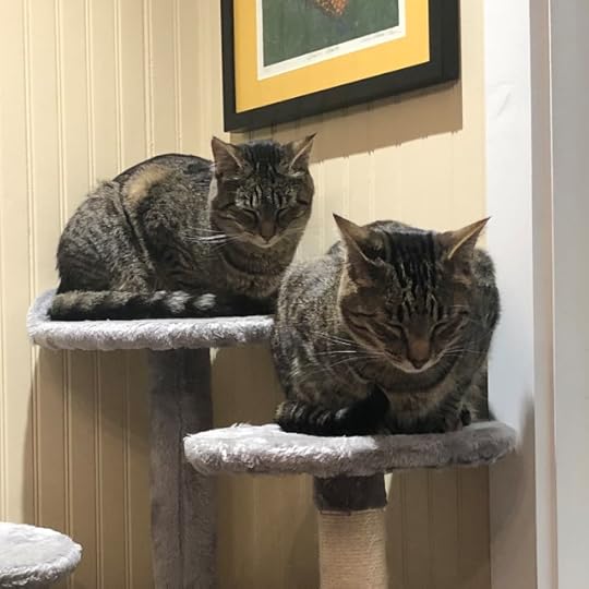 Two cats sitting in respectful meatloaf position with heads lowered