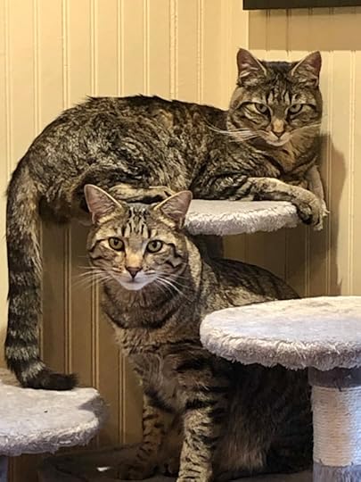 Twom tabby cats looking at the camera. Bytheir expressions, they clearly do not approve of their conversation being interrupted