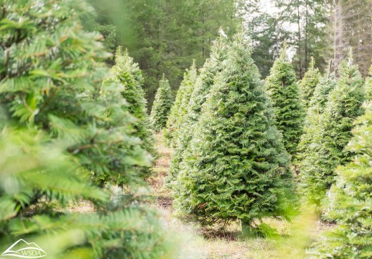 Washington State Department of Agriculture, Washington Christmas Tree Farm