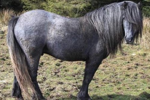 45 Most Random, Amazing and Bizarre Facts about Horses
