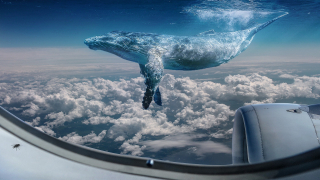 Whale-2973595_1920