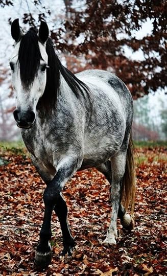 Love the gray | Horses, Grey horse, Pretty horses