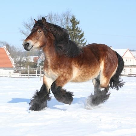 What is a Draft Horse Saddle? | saddleonline.com