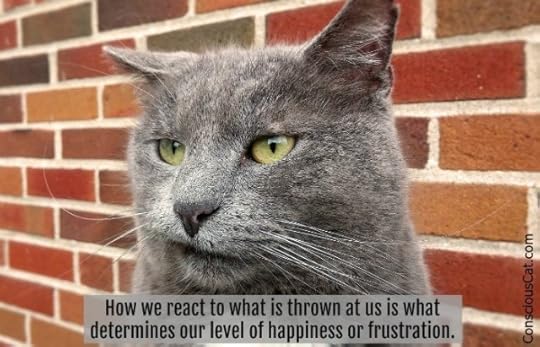cat-frustration