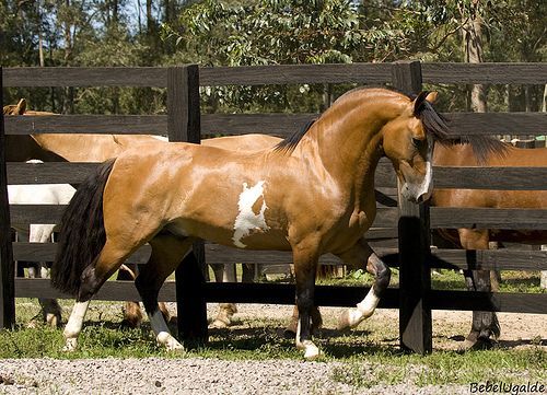 Pin on Horses