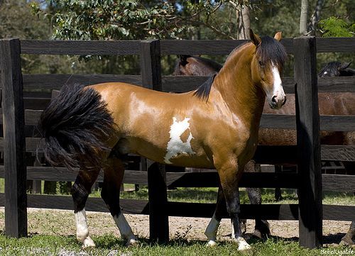Índio do Boeiro | Beautiful horses, Horses, Cute horses