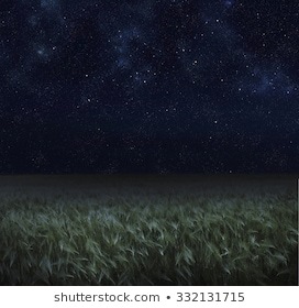 Grass Night Stock Photos, Images & Photography | Shutterstock