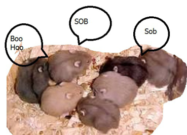 This image has an empty alt attribute; its file name is zbabyhams-more.png