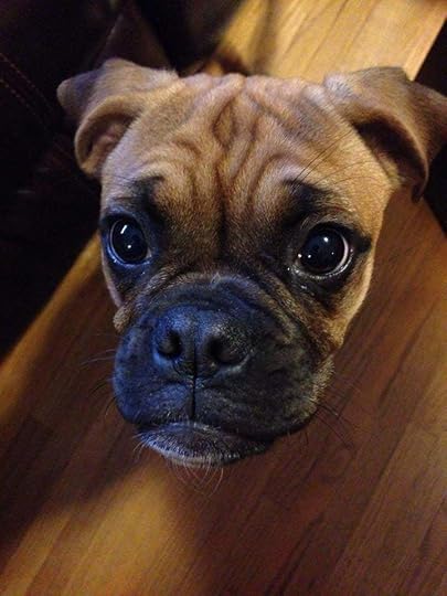 This is Stella. She's a pug-boxer puppy. : aww