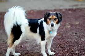 Border Beagle (Border Collie X Beagle Mix) Info, Temperament ... | Dog breeds, Calm dog breeds, Happy dogs