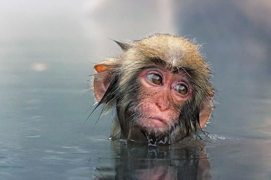 Sad-snow-monkey