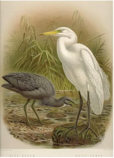 Blue and white herons — 19th century illustration