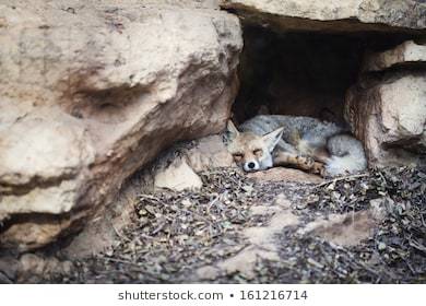 Sleeping Fox Cave Stock Photo (Edit Now) 161216714